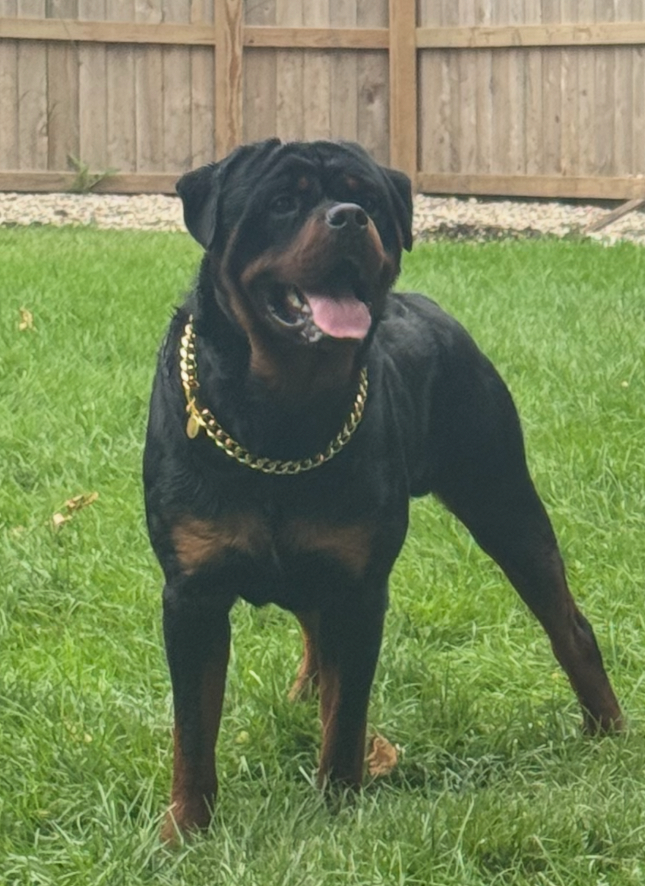 Relaxed moment with Willie Page and a loyal Rottweiler